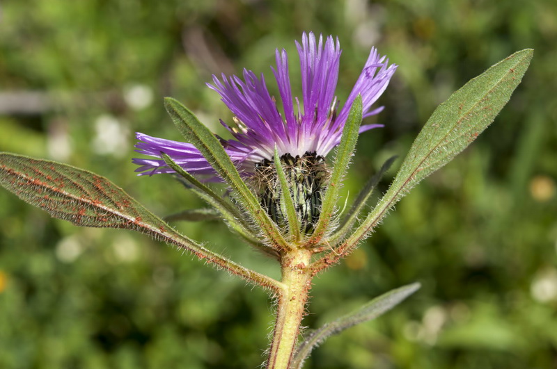 Centaurea pullata pullata.06