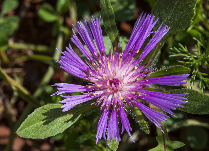 Centaurea pullata pullata.10