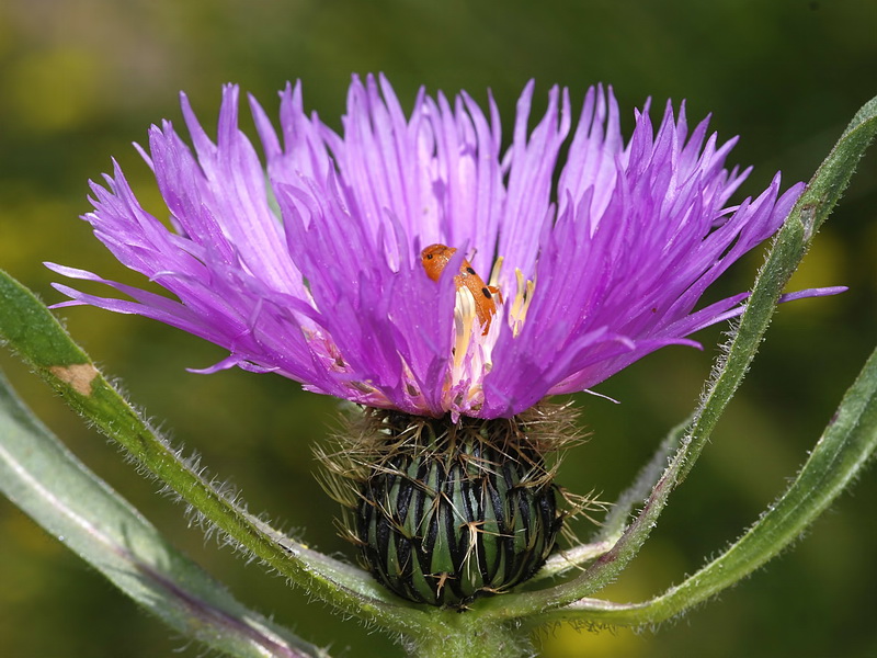 Centaurea pullata pullata.19