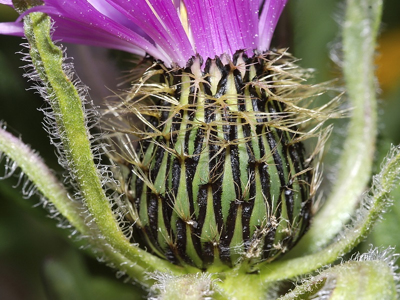 Centaurea pullata pullata.24