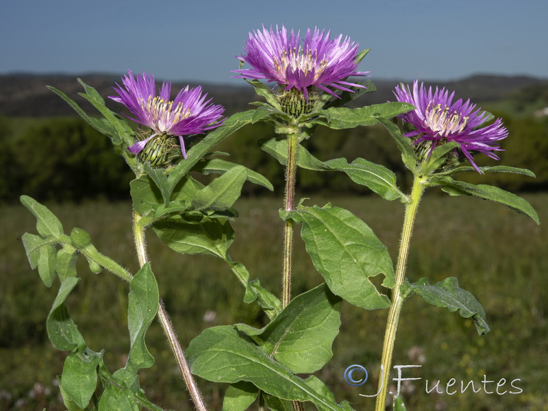 Centaurea pullata pullata.25