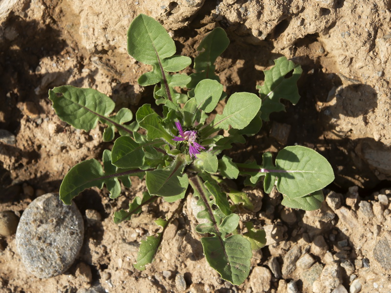 Centaurea pullata pullata.30