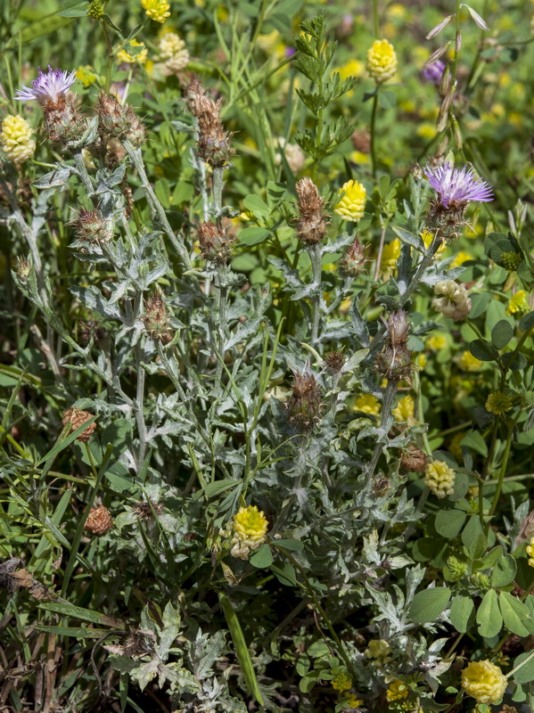 Centaurea pulvinata.01