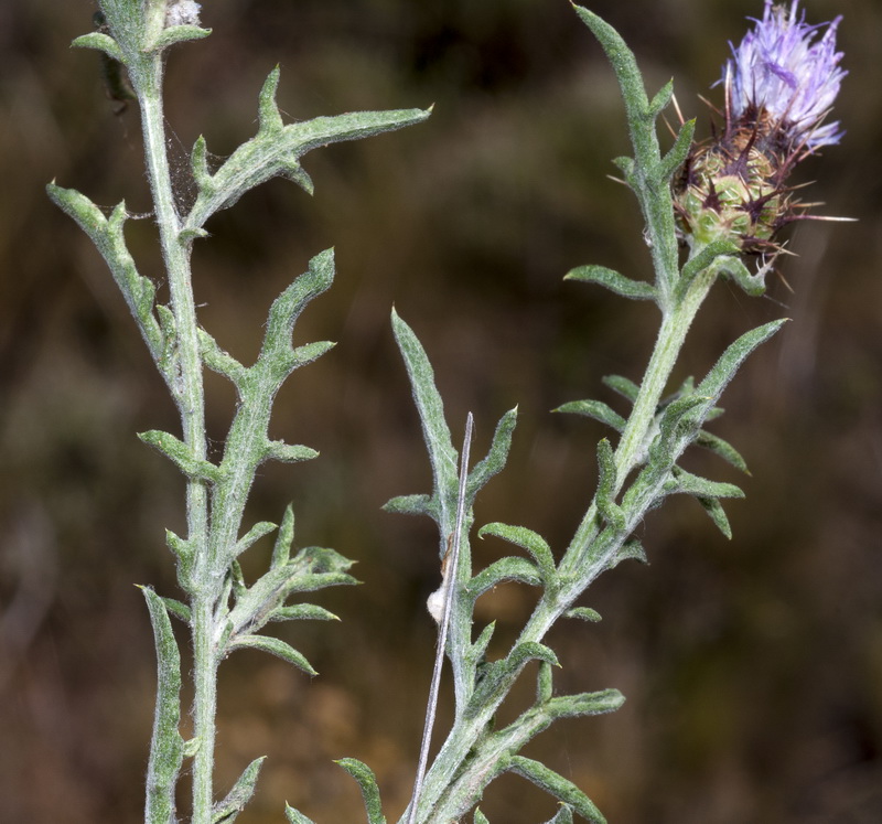 Centaurea pulvinata.02