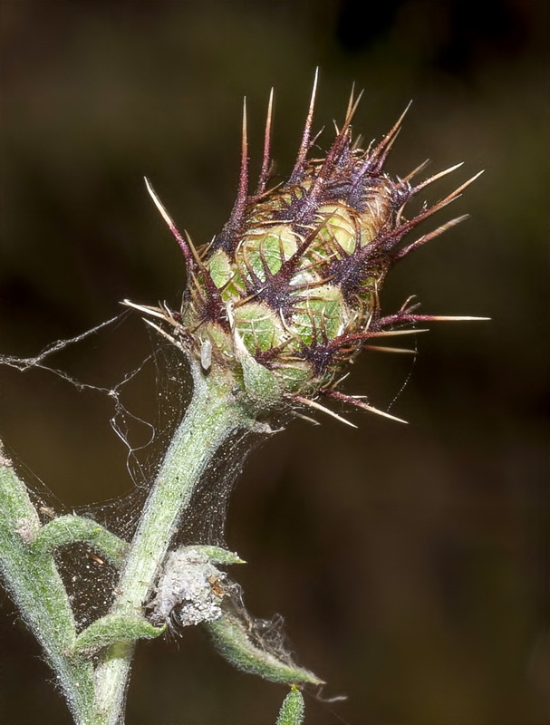 Centaurea pulvinata.03