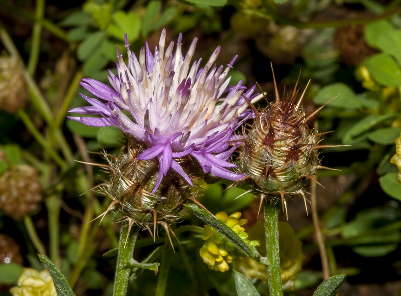 Centaurea pulvinata.04