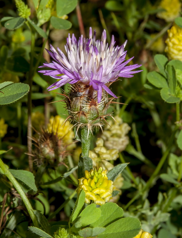 Centaurea pulvinata.05
