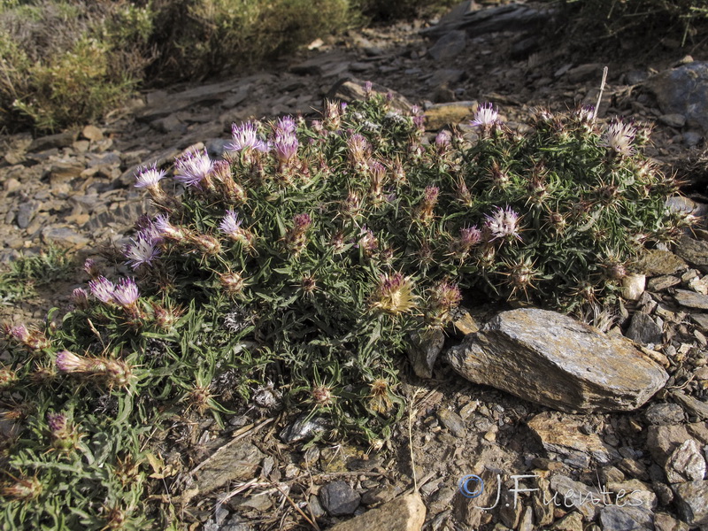 Centaurea pulvinata.07