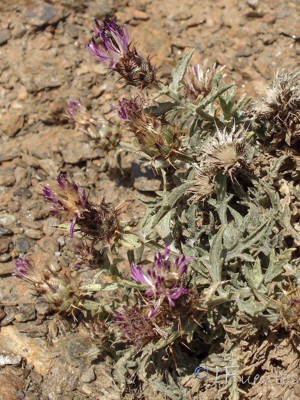 Centaurea pulvinata.11