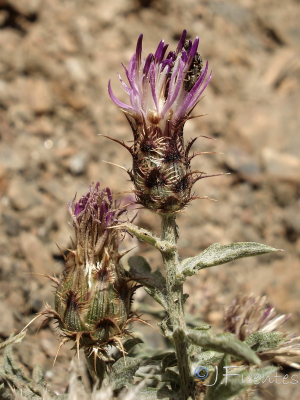 Centaurea pulvinata.12