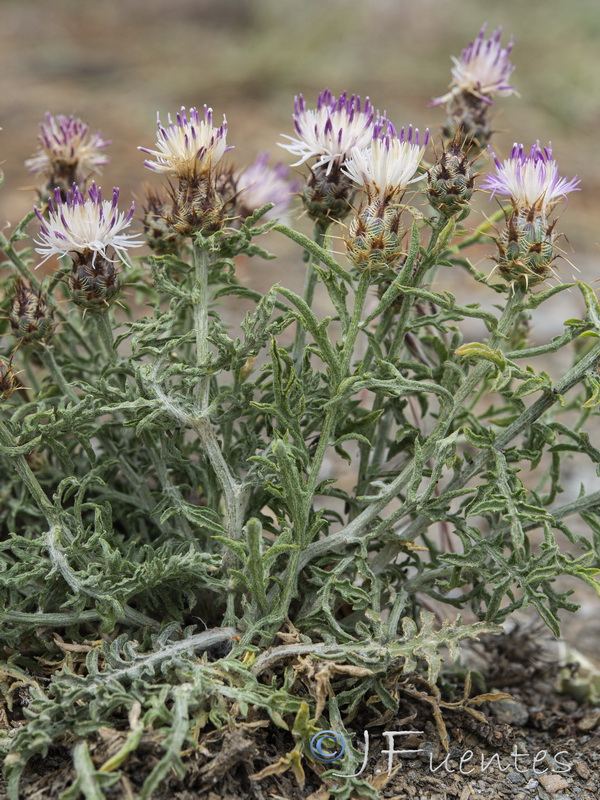 Centaurea pulvinata.15