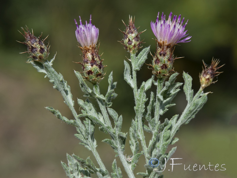 Centaurea pulvinata.16