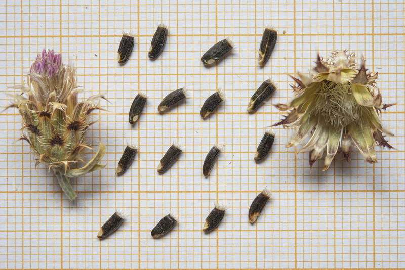 Centaurea pulvinata