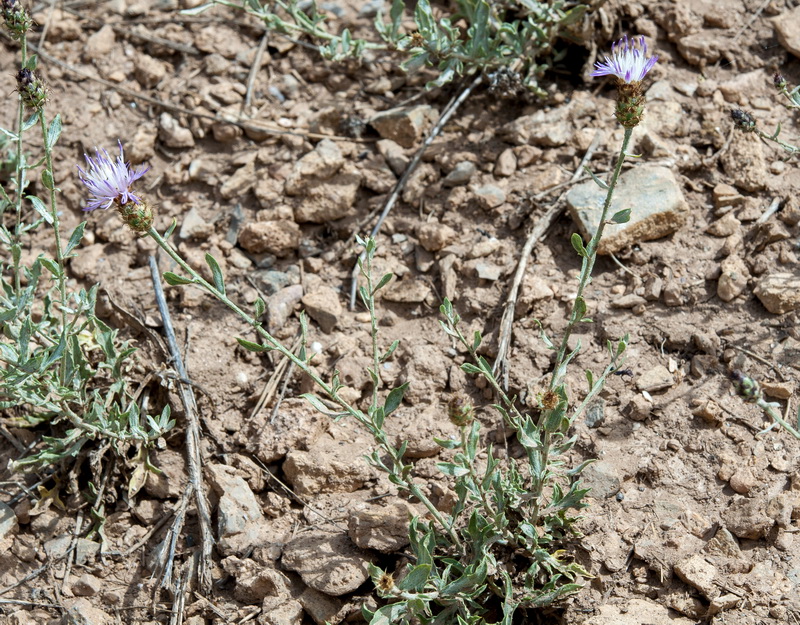 Centaurea sagredoi.01