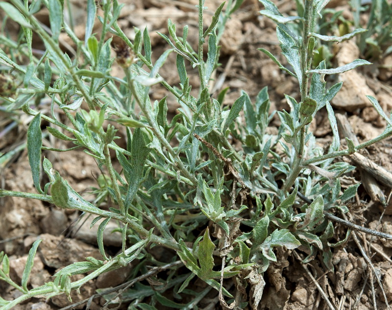 Centaurea sagredoi.02