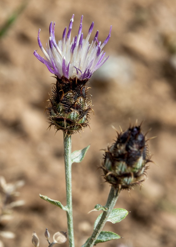 Centaurea sagredoi.03