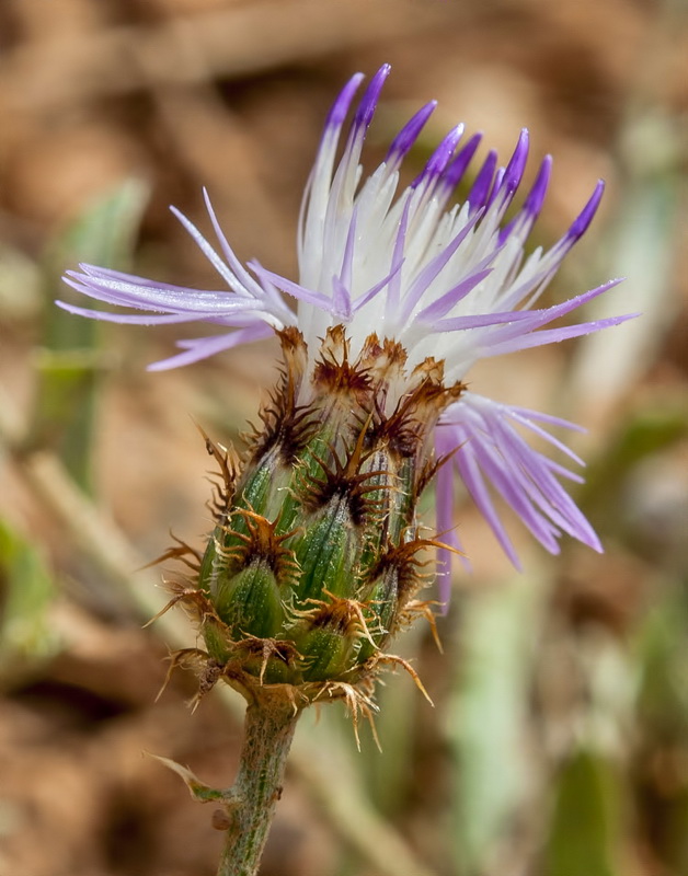 Centaurea sagredoi.05