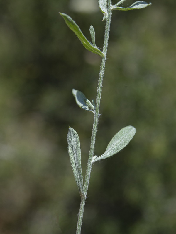 Centaurea sagredoi.06