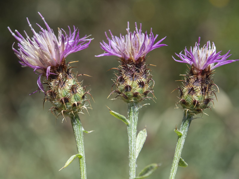 Centaurea sagredoi.07