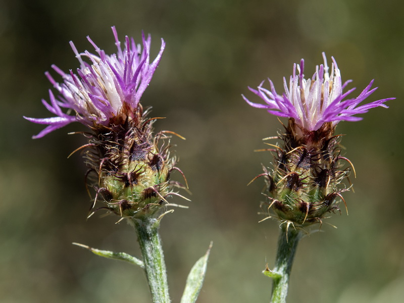 Centaurea sagredoi.08