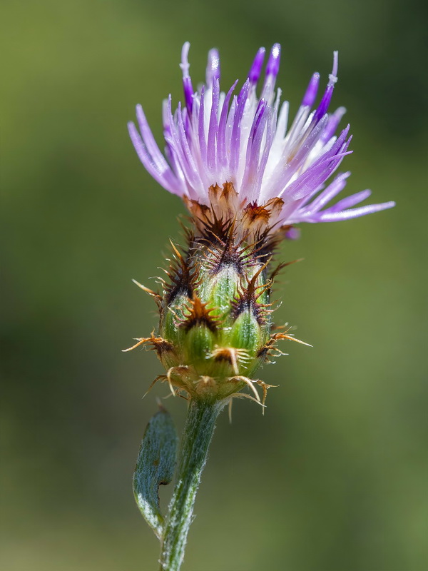 Centaurea sagredoi.09