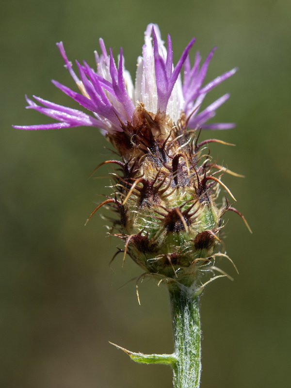 Centaurea sagredoi.10