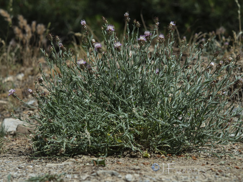 Centaurea sagredoi.12