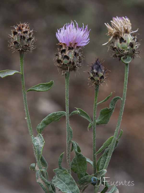 Centaurea sagredoi.15