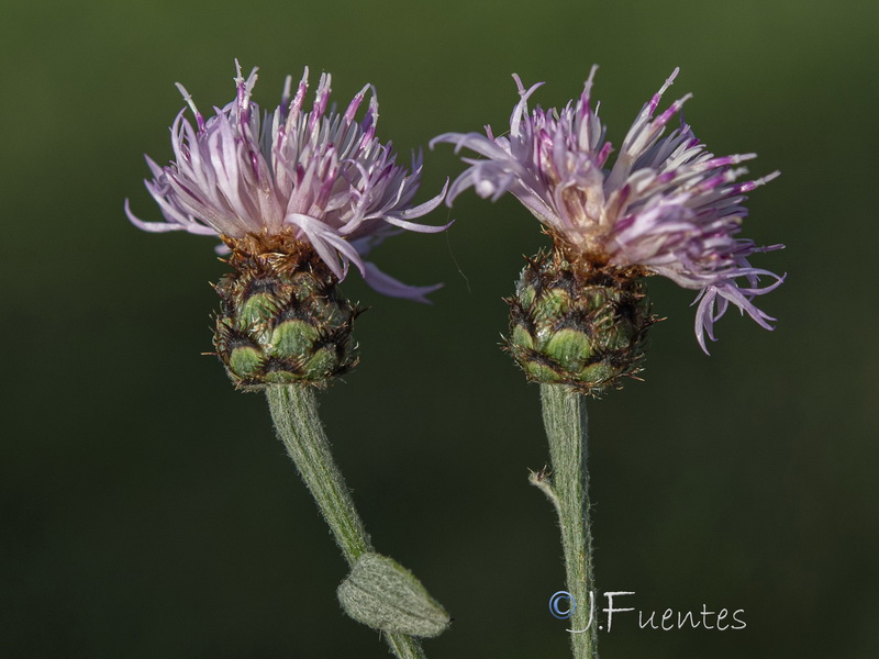 Centaurea sagredoi.04