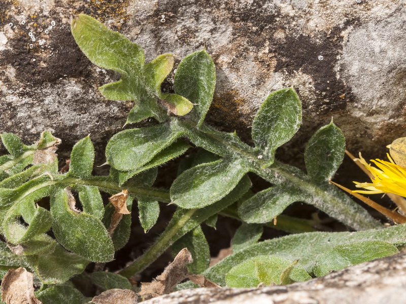 Centaurea saxifraga.04