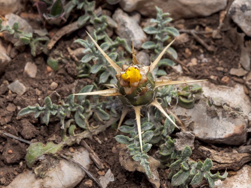 Centaurea saxifraga.05