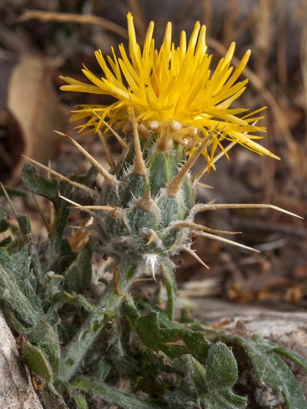 Centaurea saxifraga.13