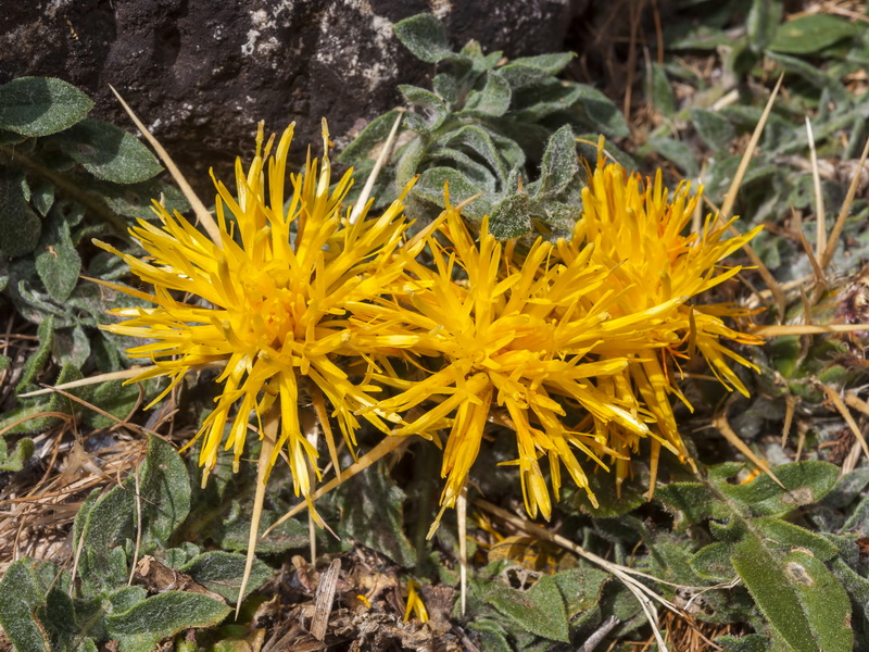 Centaurea saxifraga.14