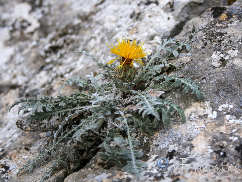 Centaurea saxifraga.24