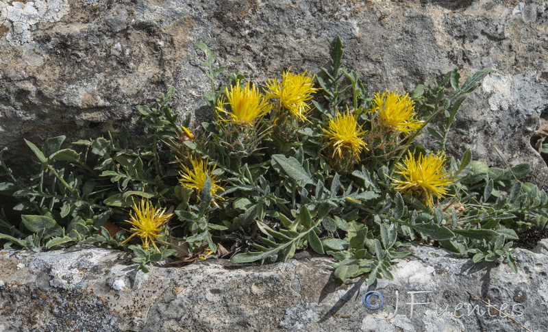 Centaurea saxifraga.26