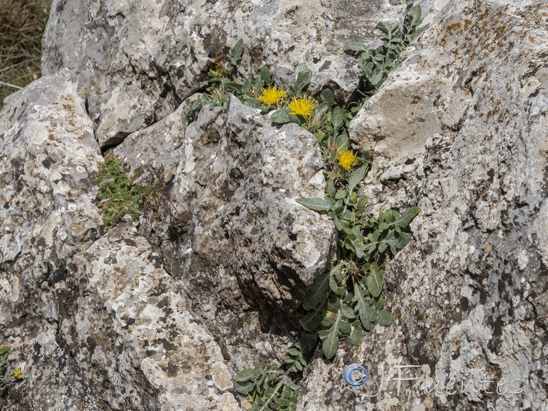 Centaurea saxifraga.09