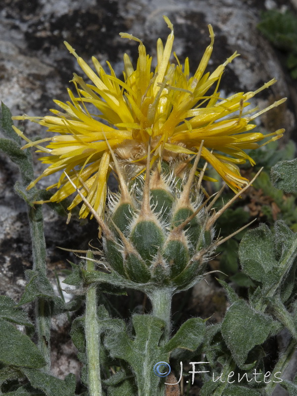 Centaurea saxifraga.32