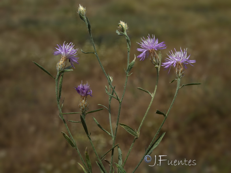 Centaurea schousboei.01