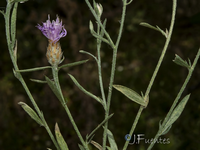 Centaurea schousboei.02