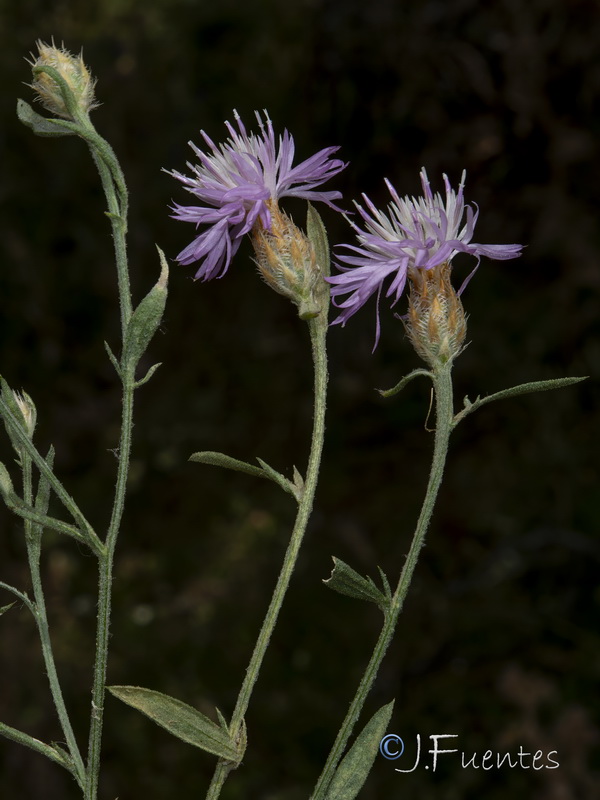 Centaurea schousboei.03