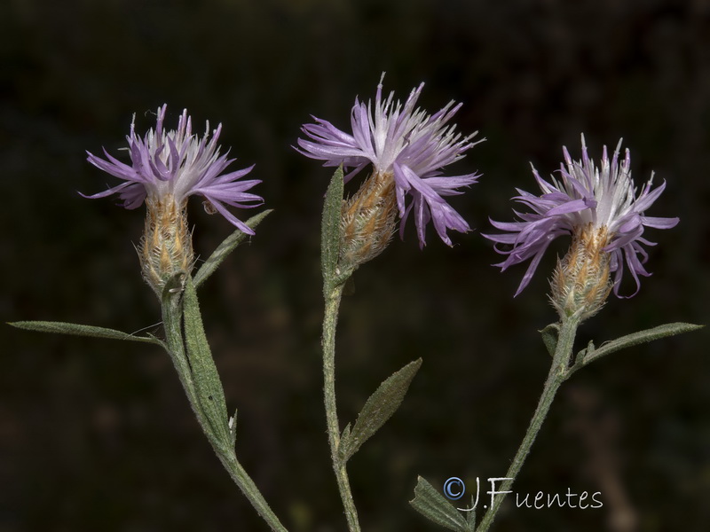 Centaurea schousboei.04