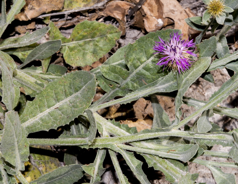 Centaurea seridis.01