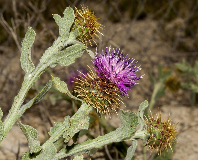 Centaurea seridis.07