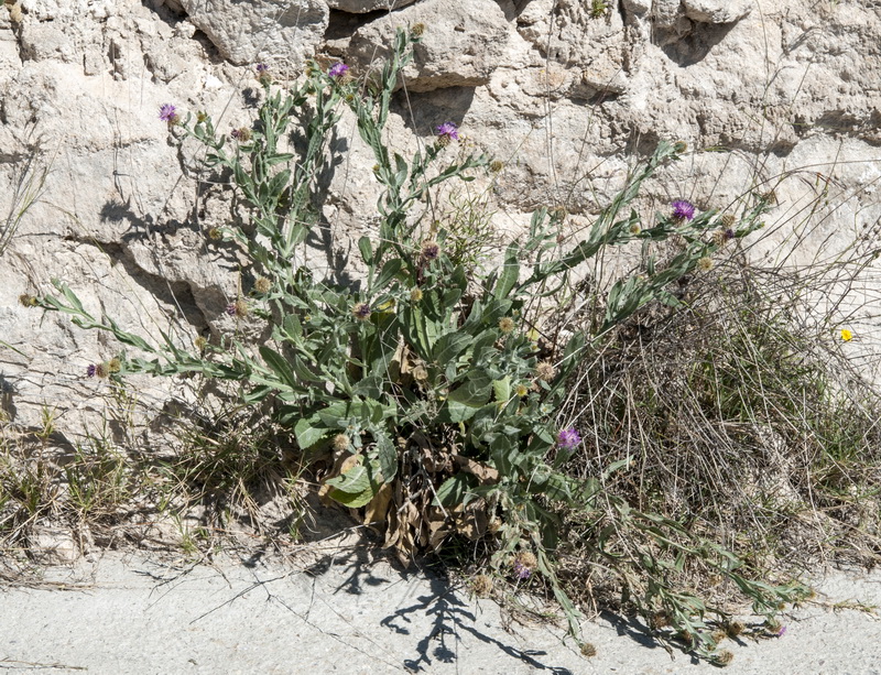 Centaurea seridis.08