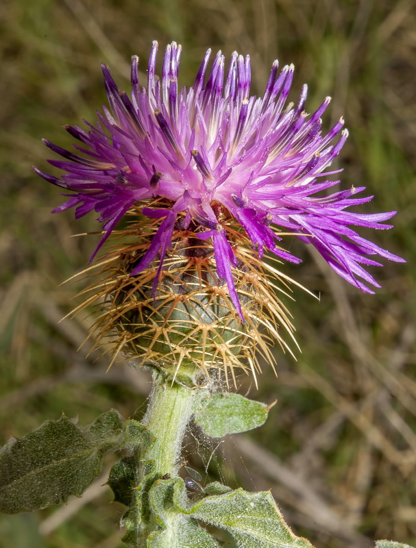 Centaurea seridis.09