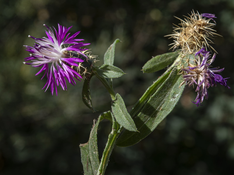 Centaurea seridis.05