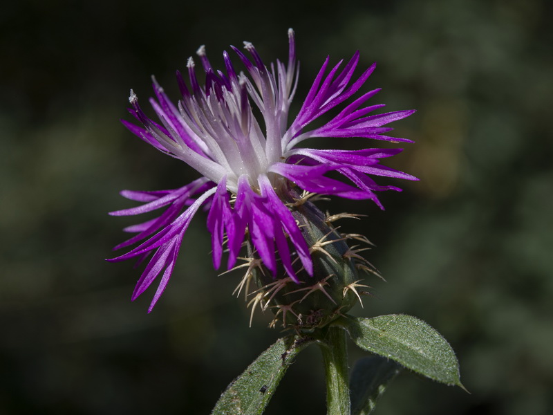 Centaurea seridis.13