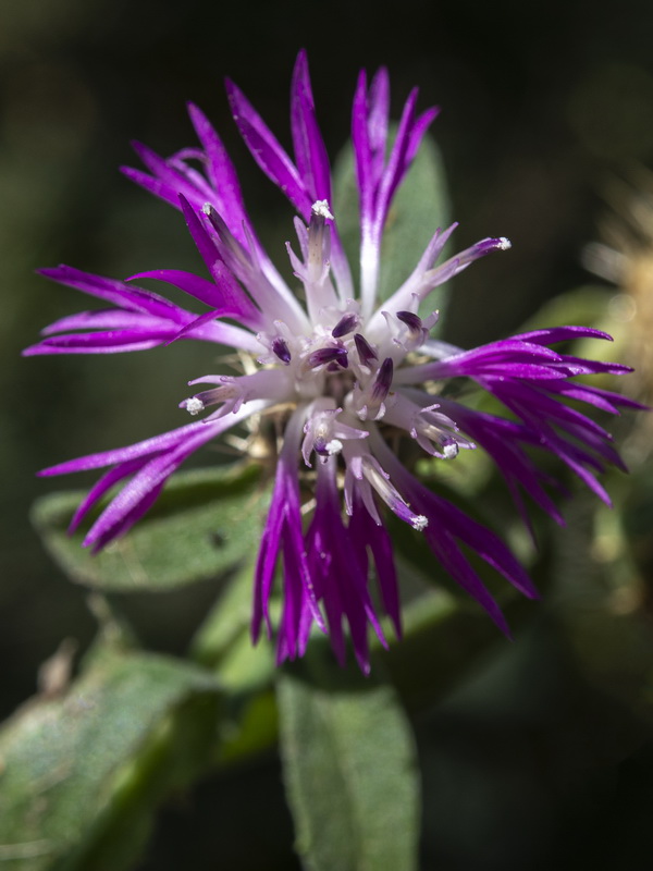 Centaurea seridis.06