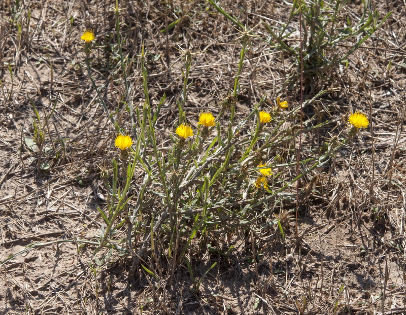 Centaurea soltitialis soltitialis.01