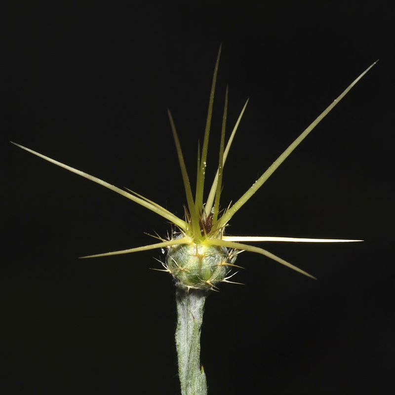 Centaurea soltitialis soltitialis.08